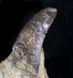 Serrated Allosaurus Tooth In Matrix - Colorado #27784-1
